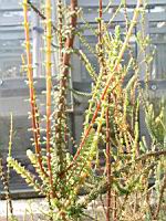 Erica Bauera Andrews (fam. Ericacees) (Afr. du sud) (Parc de la tete d'or) (3) (Photo F. Mrugala)